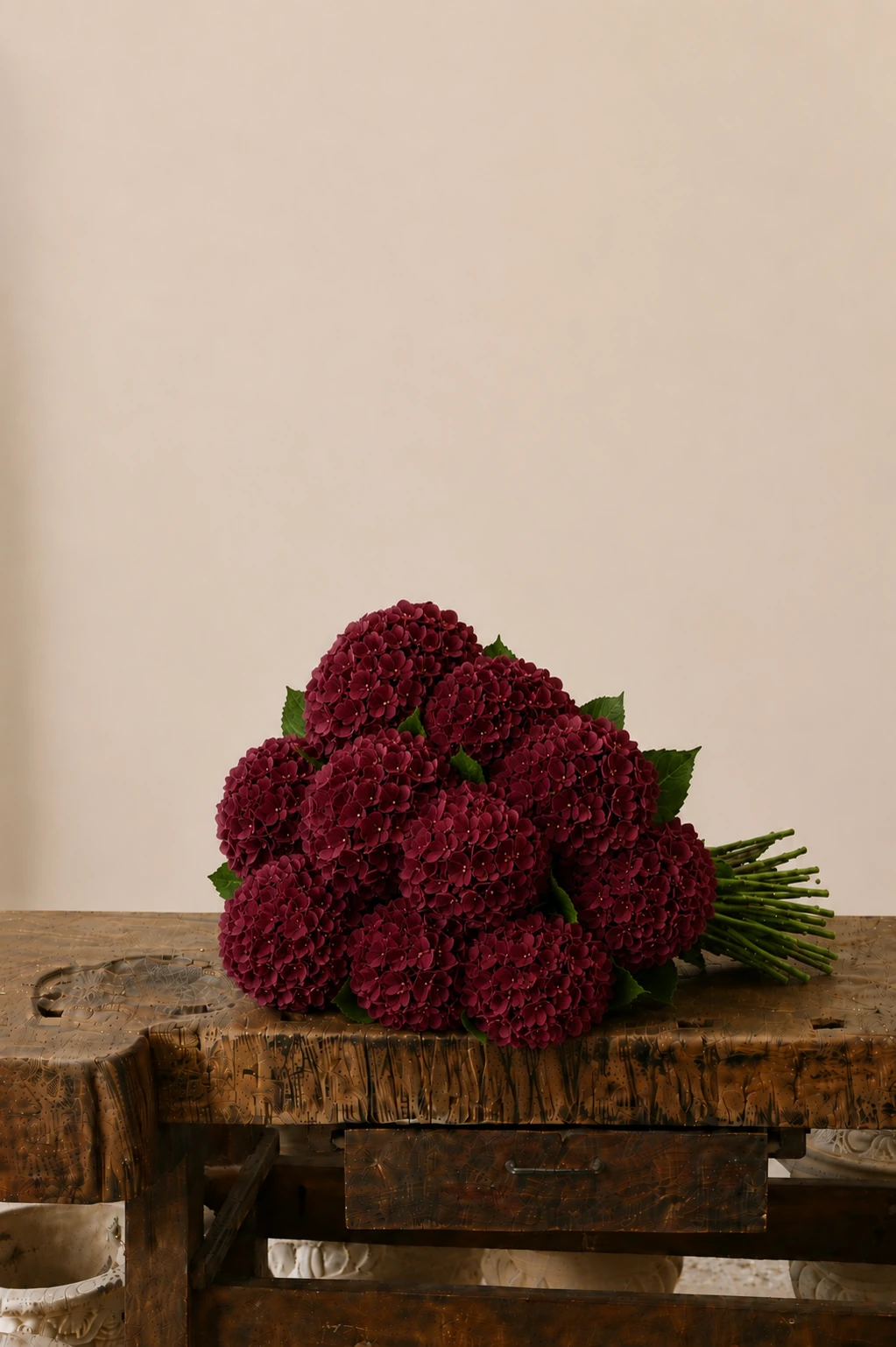 Ortensie — Bordeaux